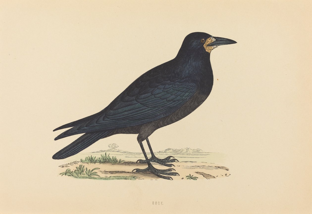 Rook by British 19th Century