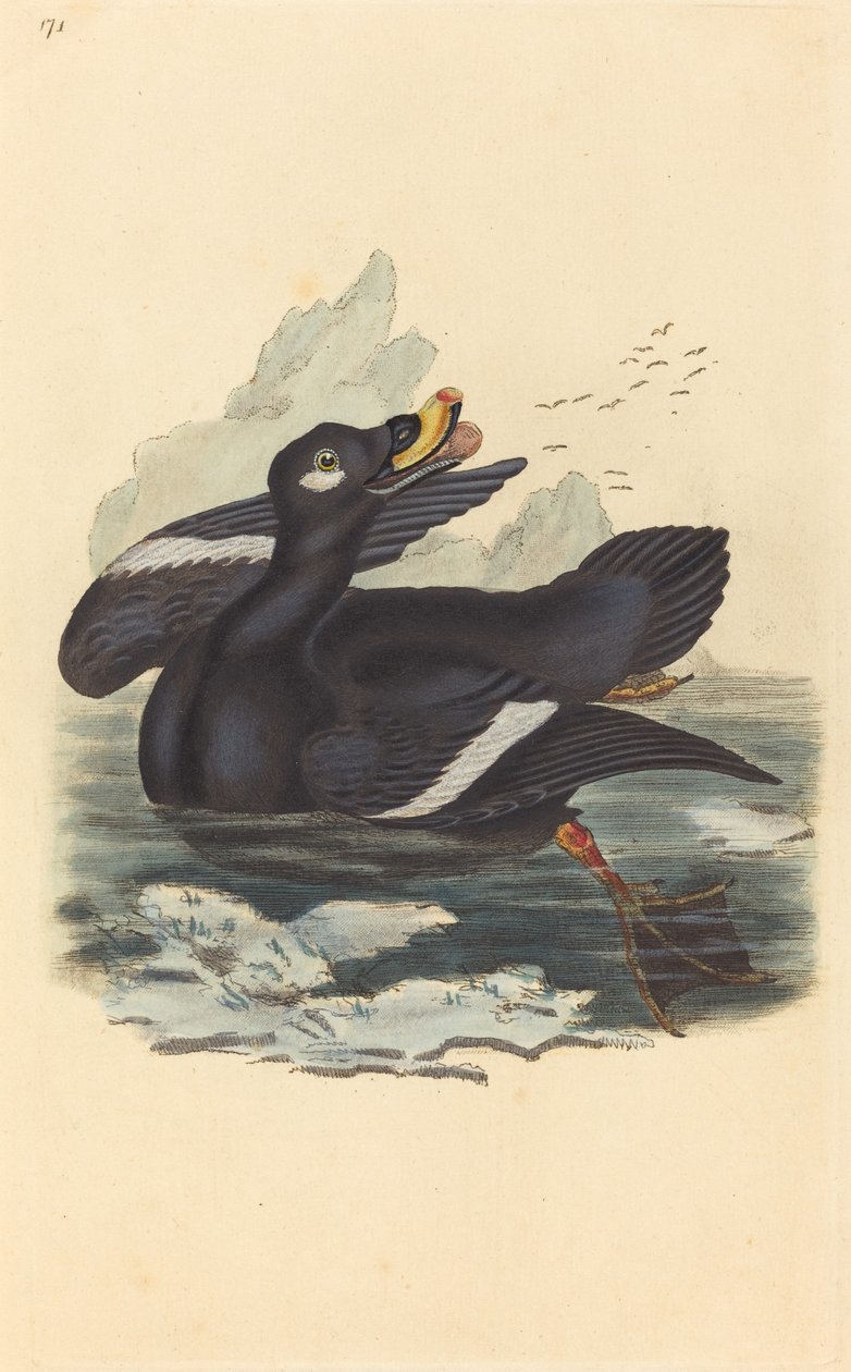 Velvet Duck by British 19th Century