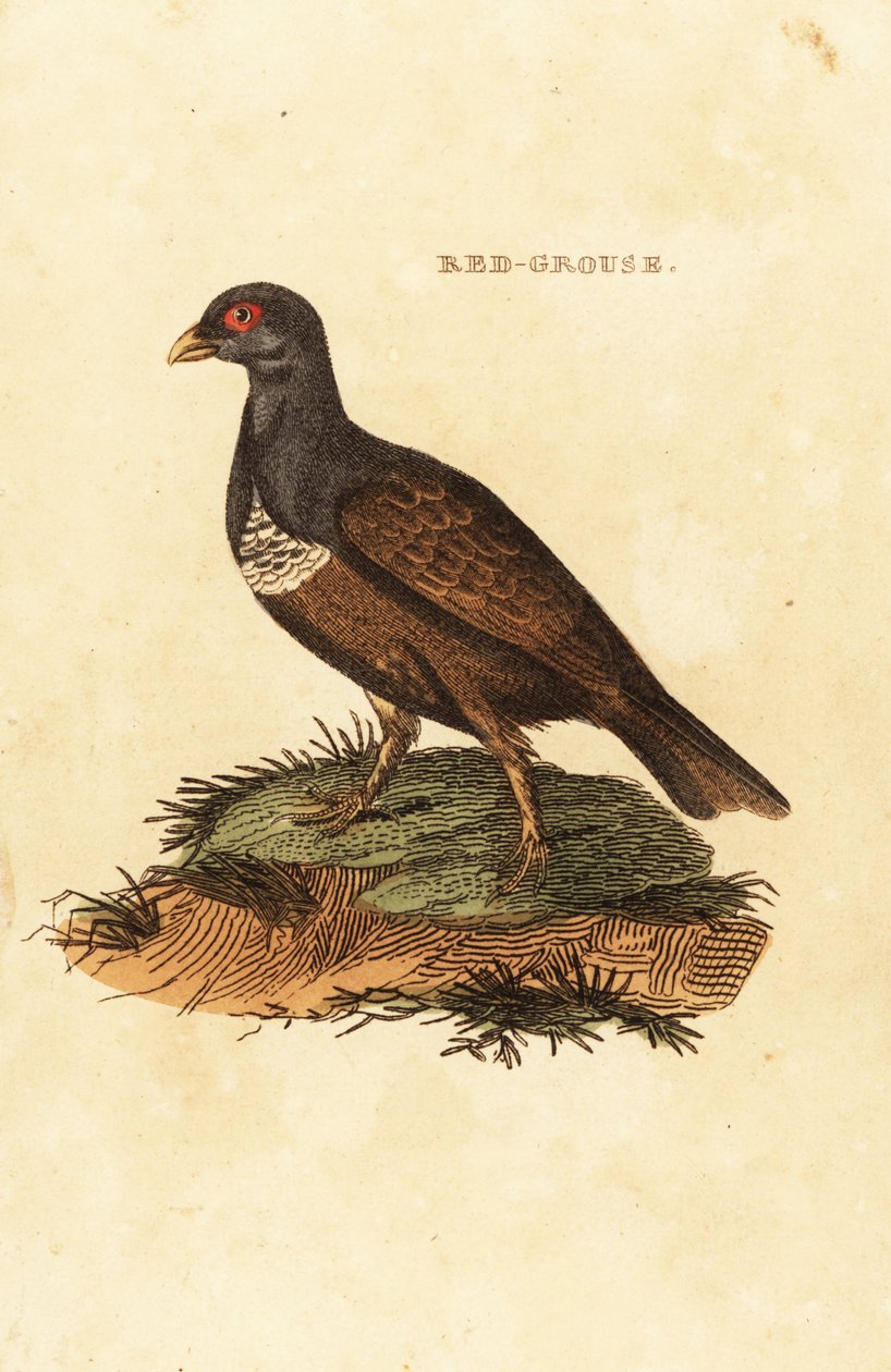 Red grouse by British School