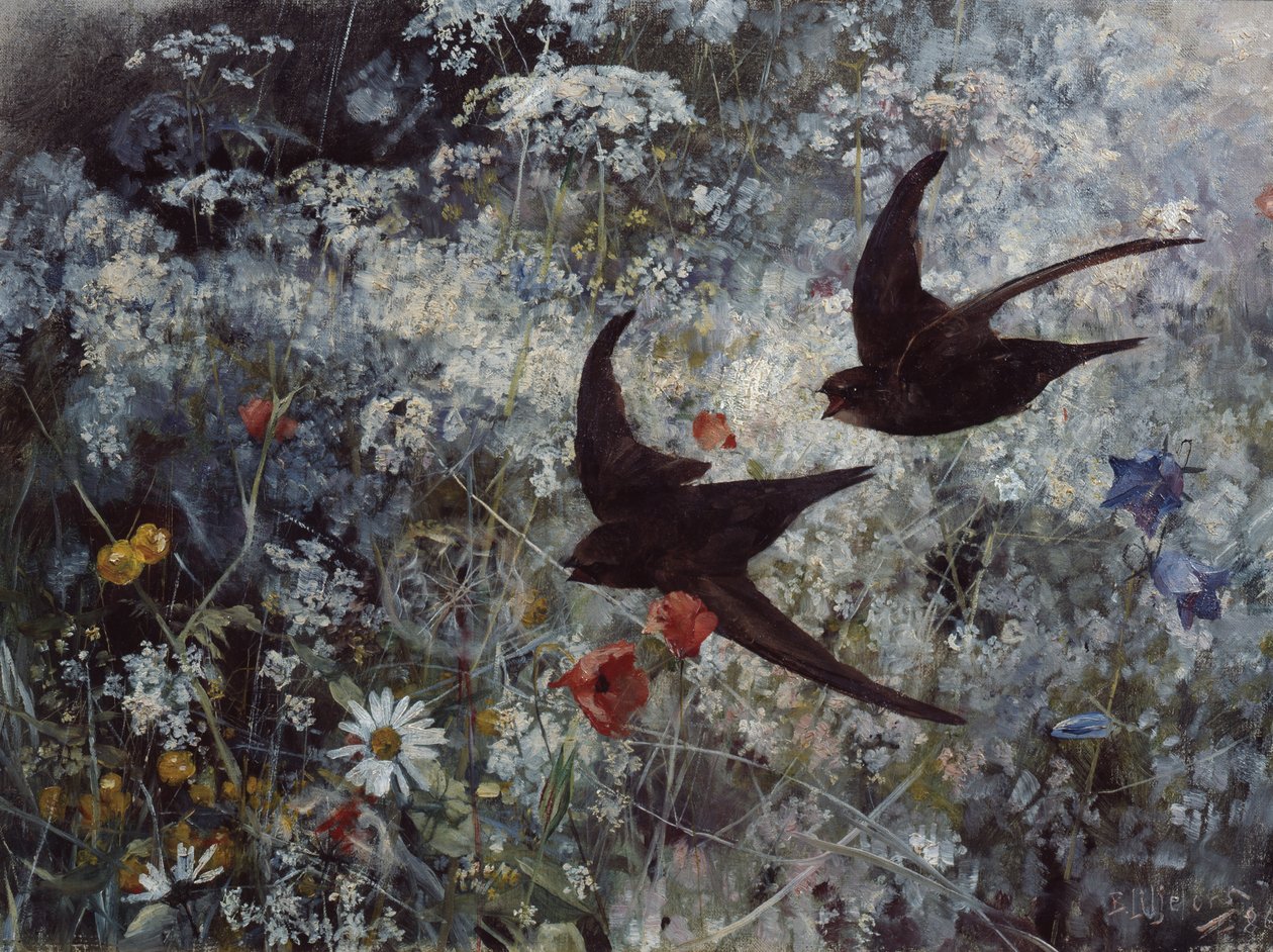 Swift by Bruno Andreas Liljefors