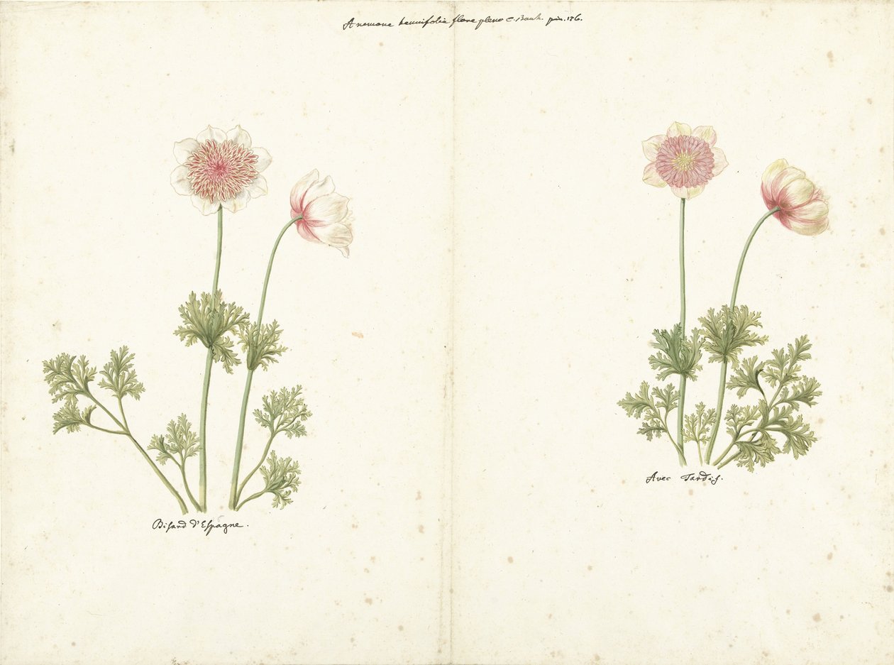 Two Studies of Anemones by C. Baak