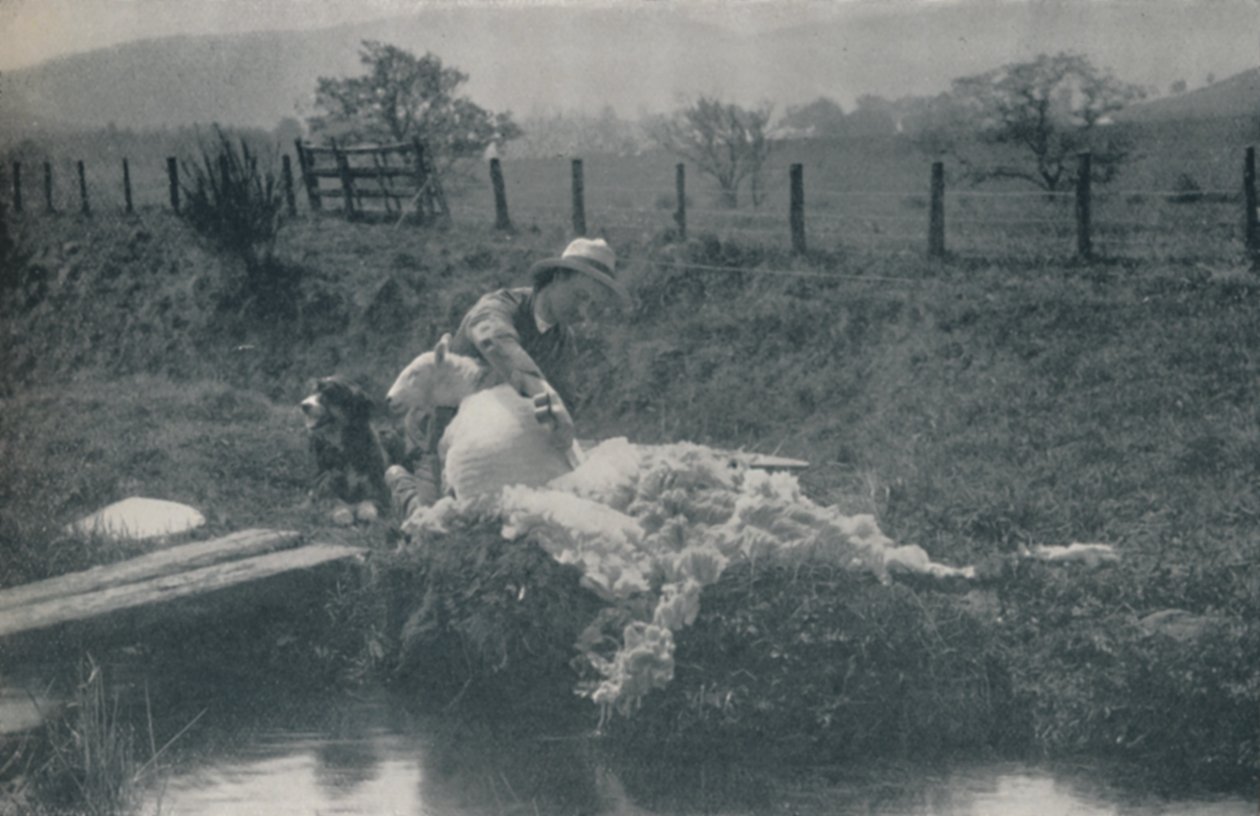 Sheep Shearing by C. Reid
