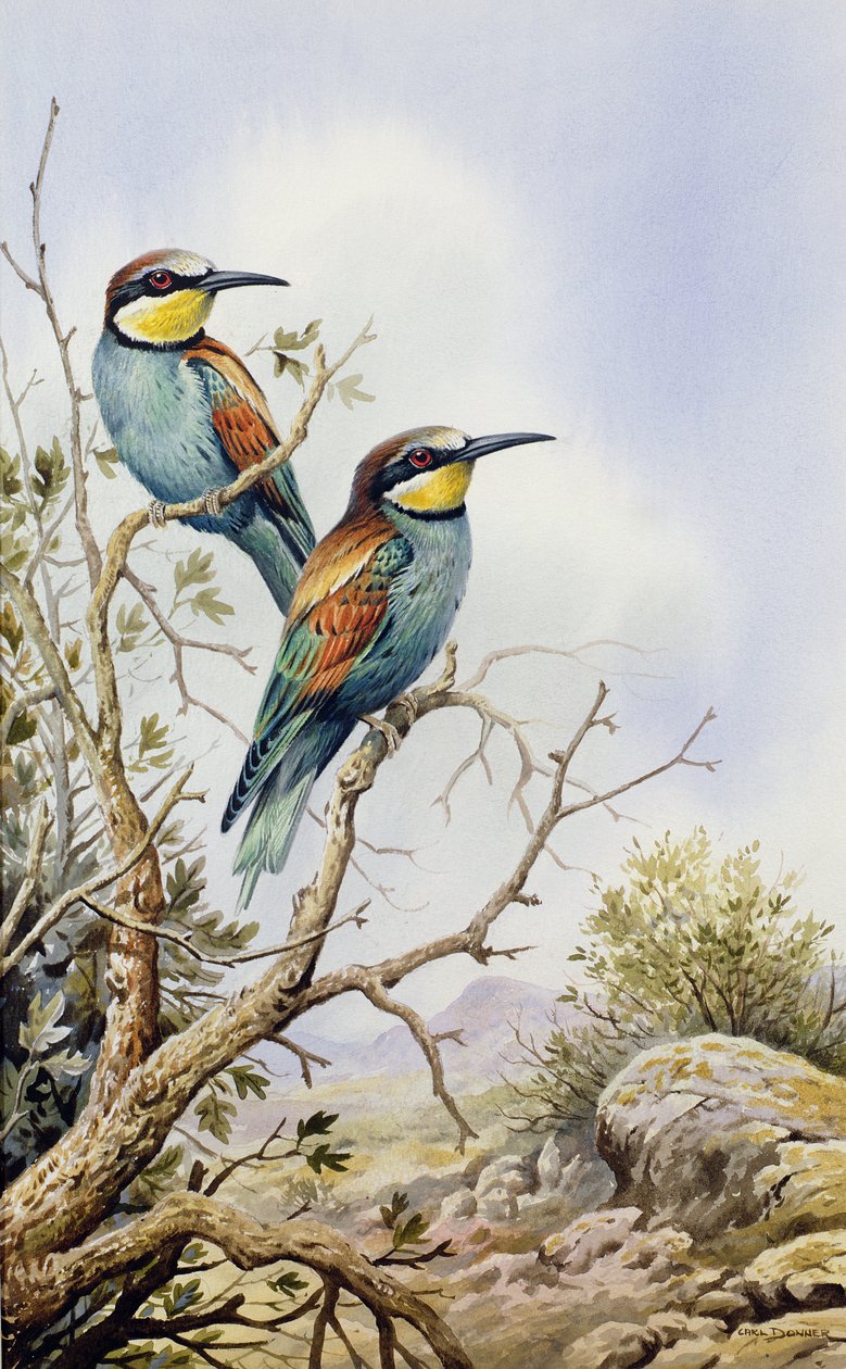 Bee-Eaters by Carl Donner