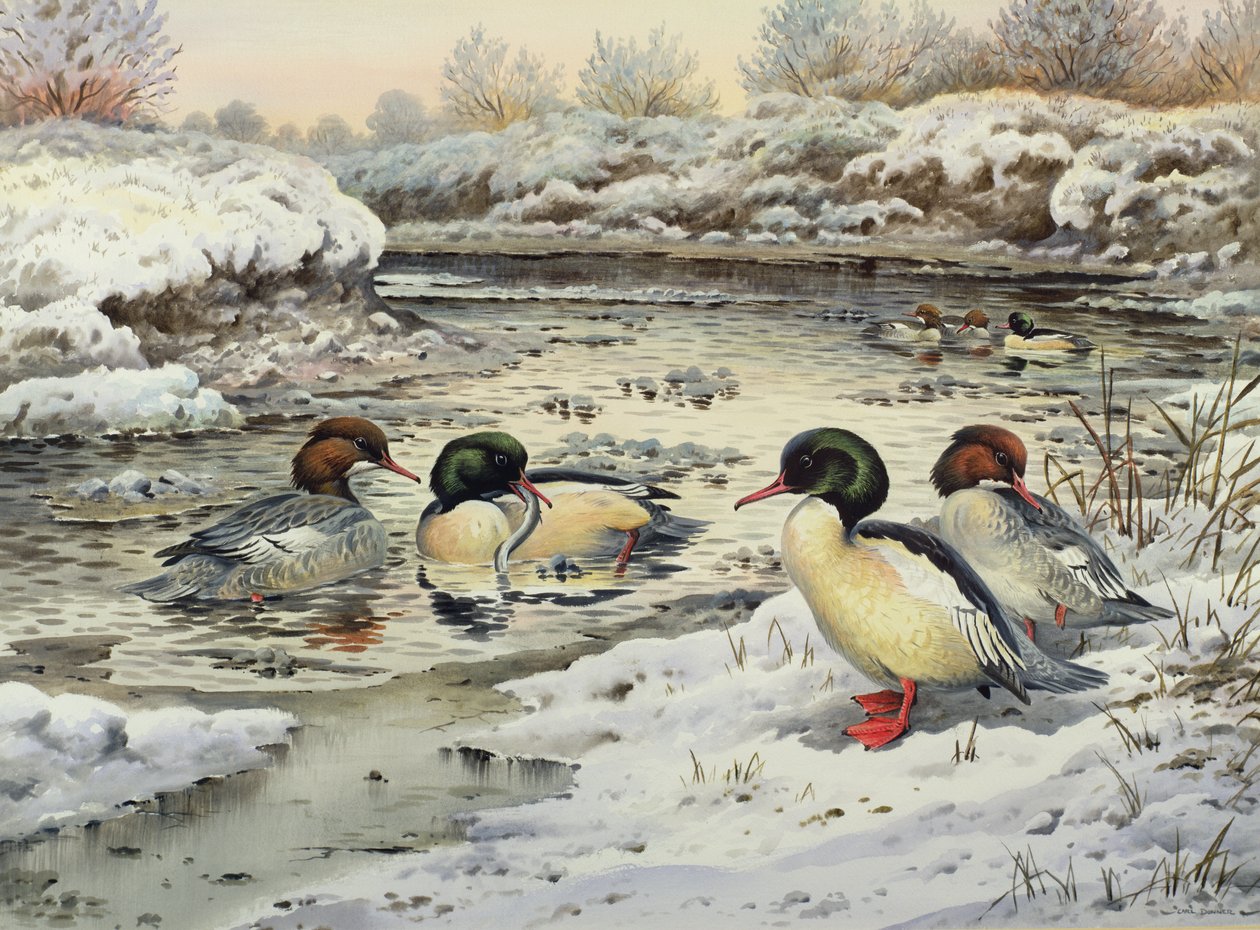 Goosanders by Carl Donner