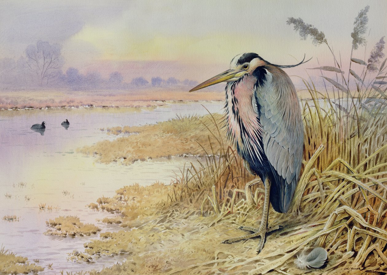 Grey Heron by Carl Donner