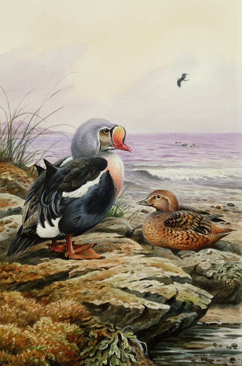 King Eider by Carl Donner