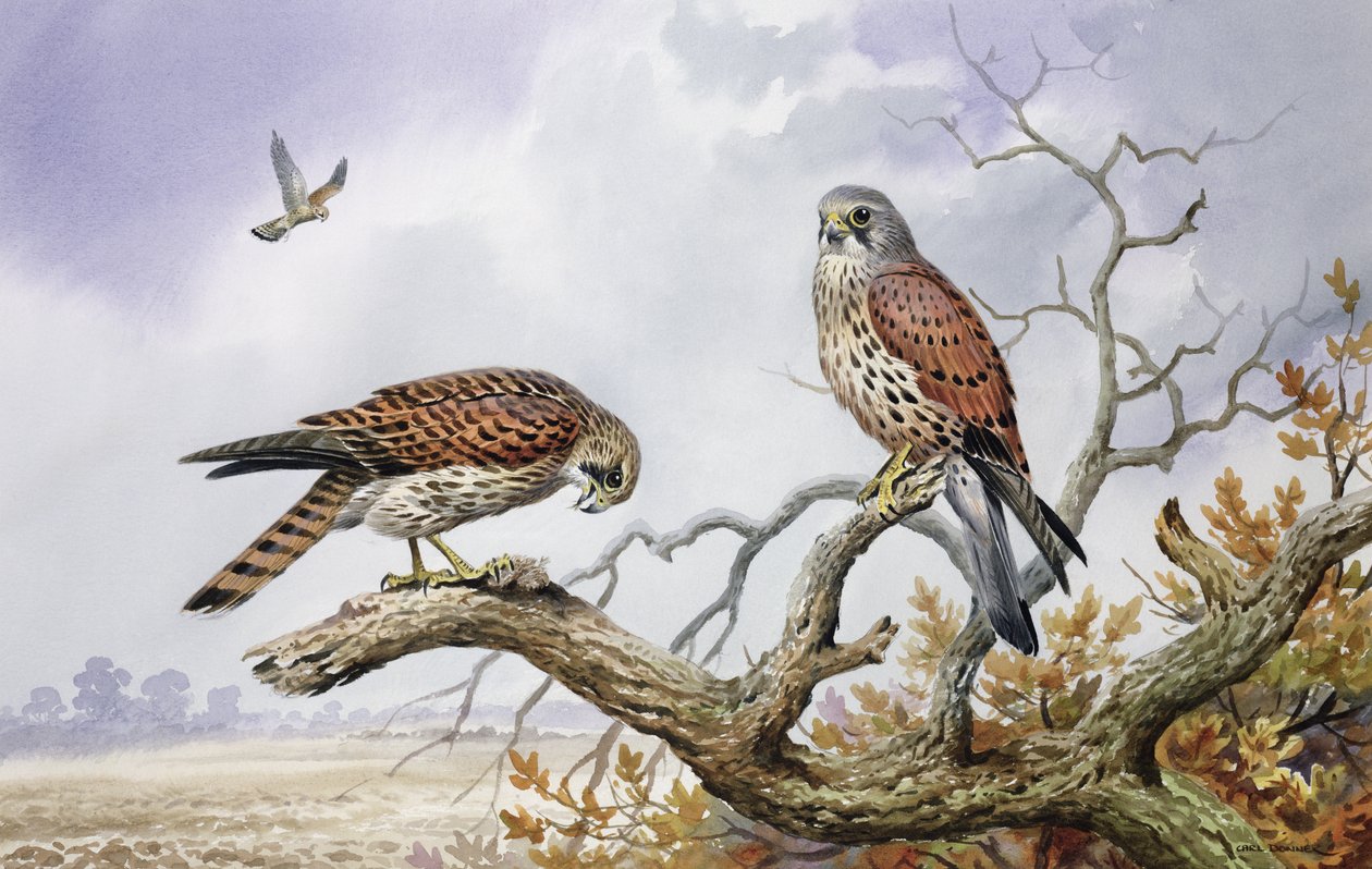 Pair of Kestrels by Carl Donner