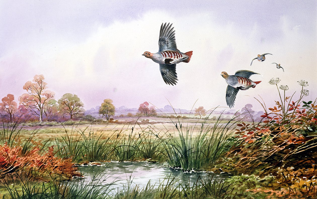 Partridge in Flight by Carl Donner
