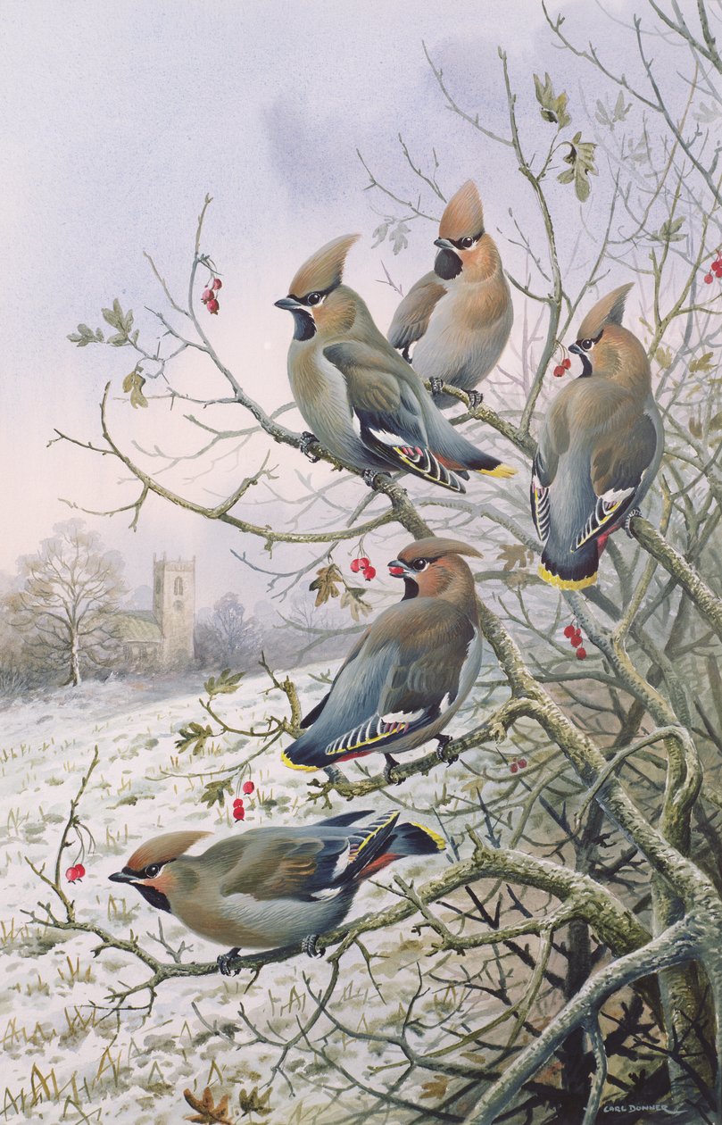 Waxwings by Carl Donner