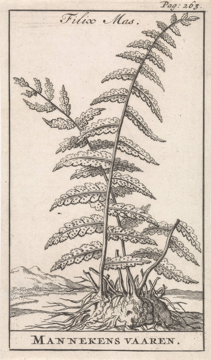 Male Fern by Caspar Luyken