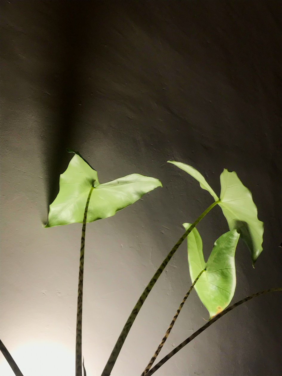 Composition - Plant by Cécile Jamet