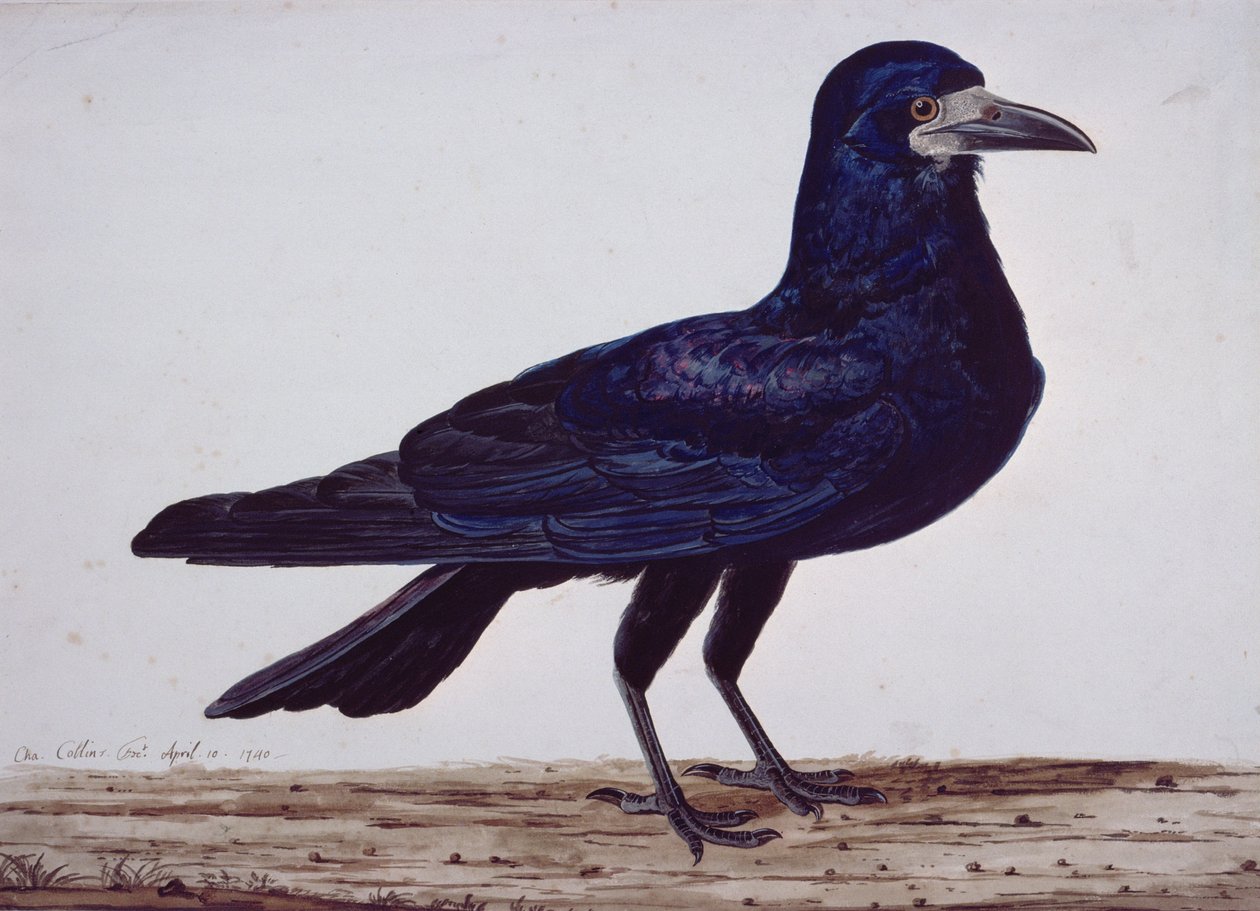 A Rook by Charles Collins