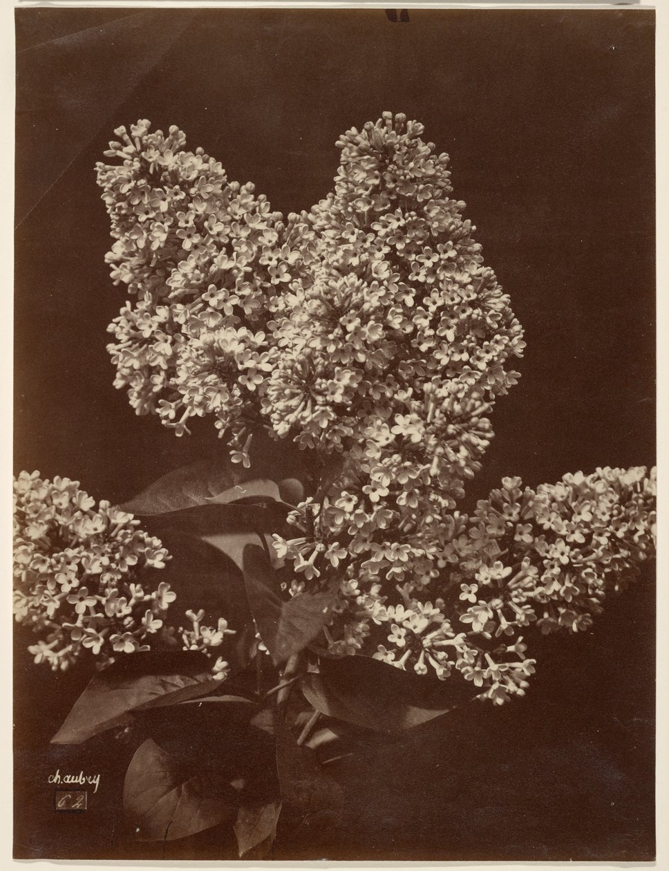 Lilacs by Charles Aubry