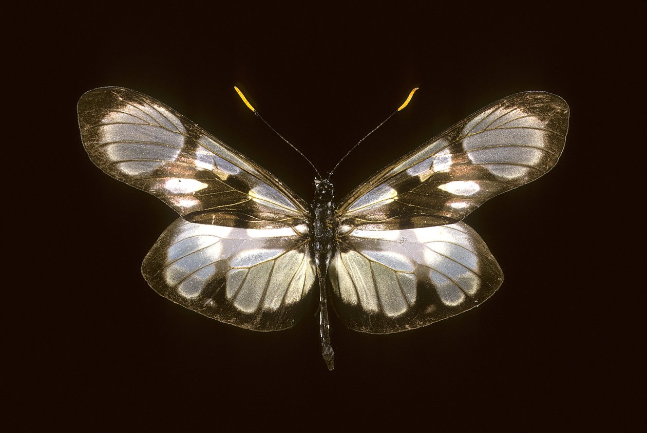 Dismorphia orise by Augustus Kollner