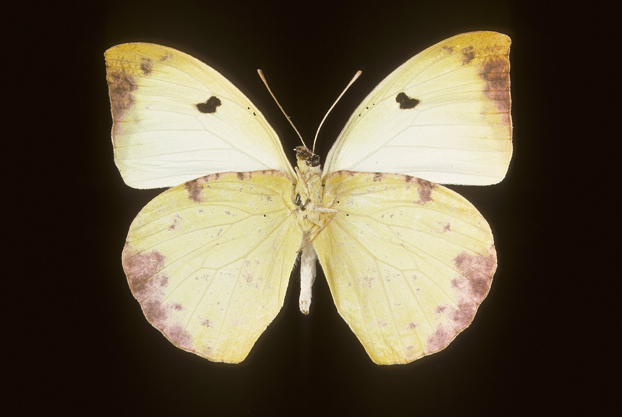 Gideona Lucasi by Augustus Kollner