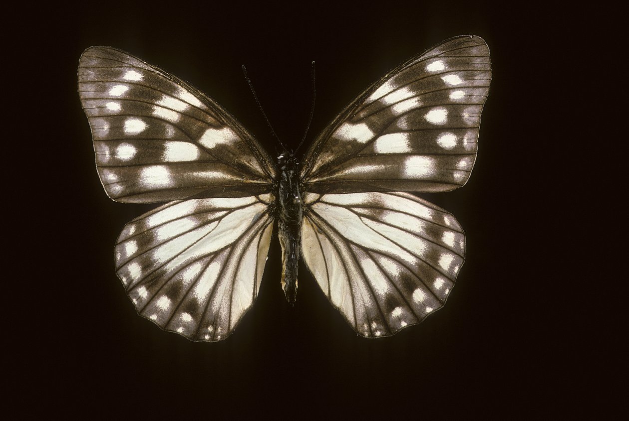 Hestina japonica by Augustus Kollner