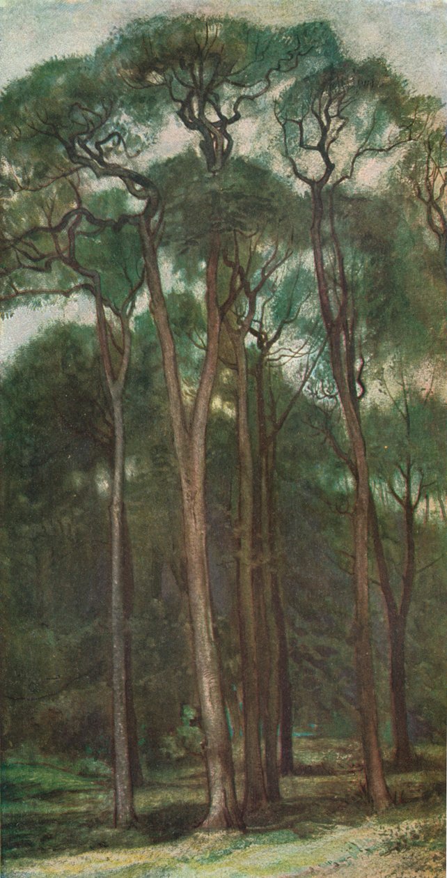 Study of Trees by Charles Holroyd