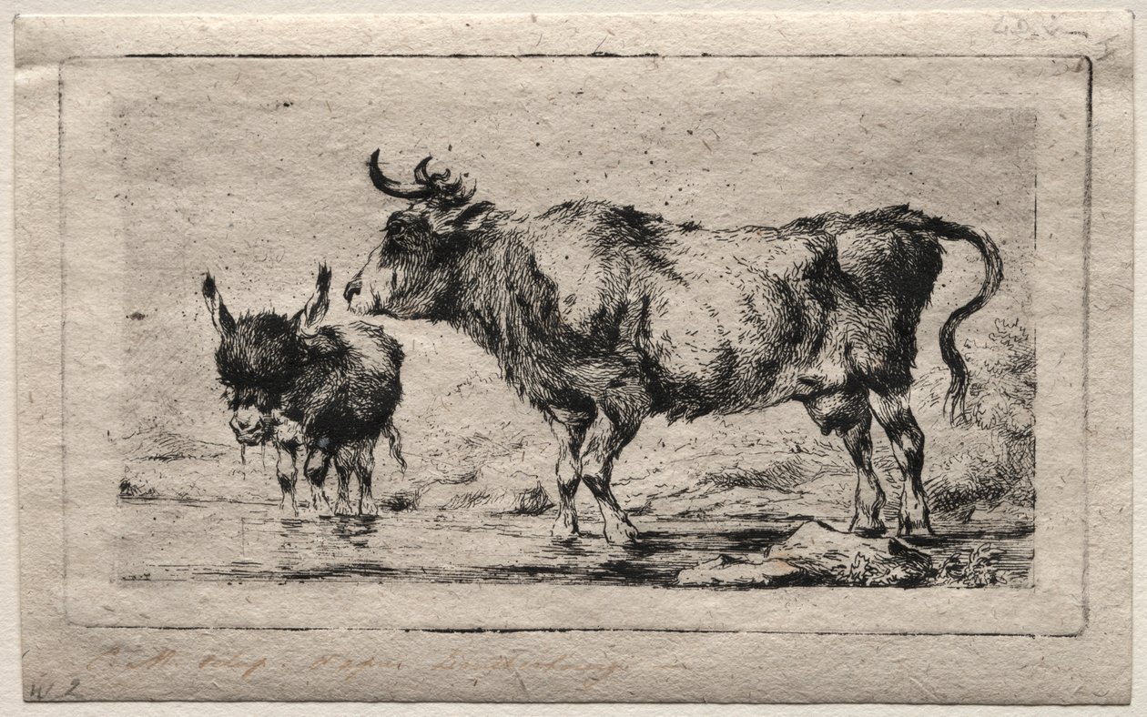 Cow and Ass by Charles Meryon