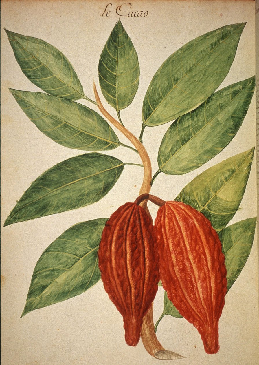 Cocoa by Charles Plumier