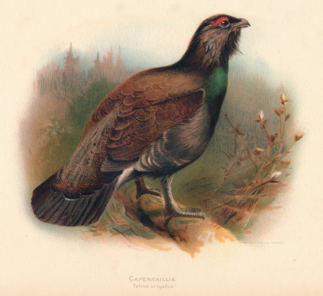 Capercaillie by Charles Whymper