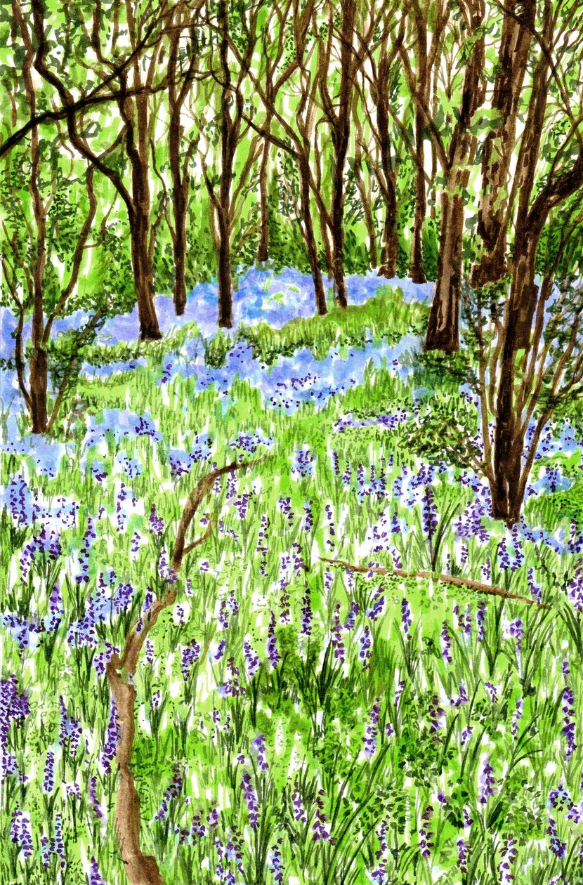 Bluebells by Charlotte Orr