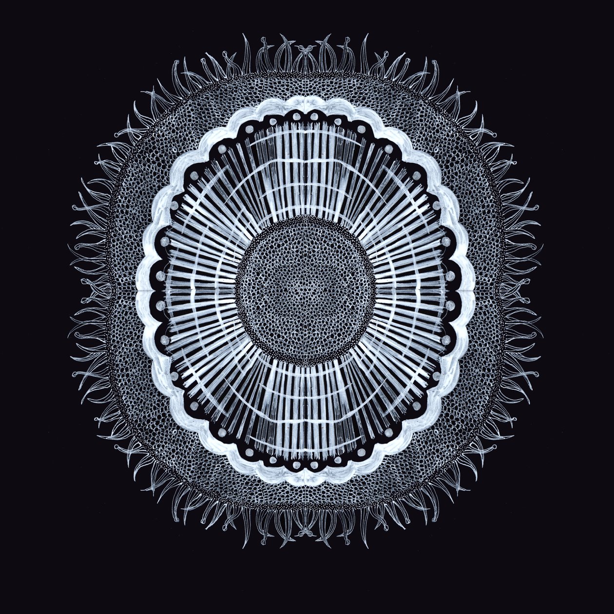 Plant Cell 0.2 by Charlotte Orr