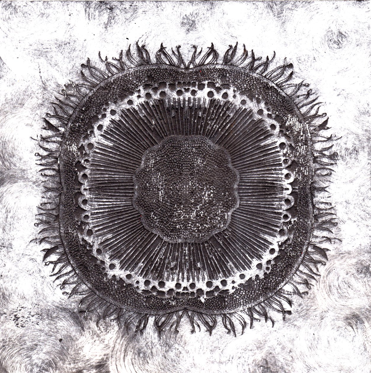 Plant Cells, 2019 by Charlotte Orr