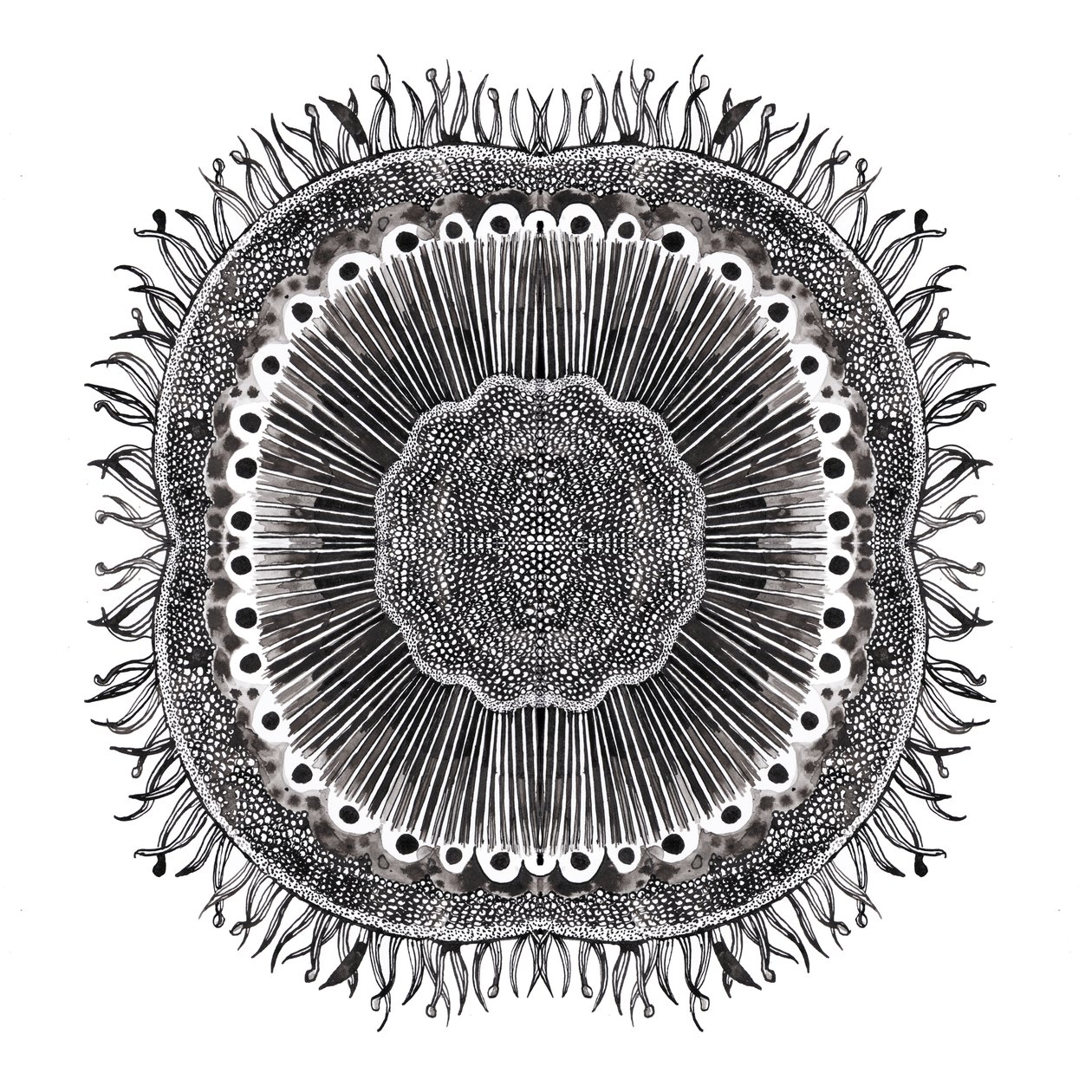 Plant Cells, 2019 by Charlotte Orr