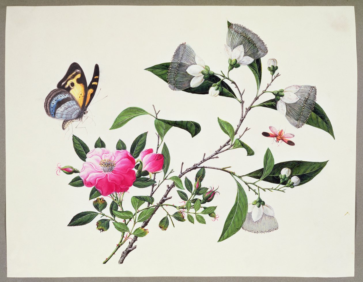 Flower Study and Insects by Chinese School