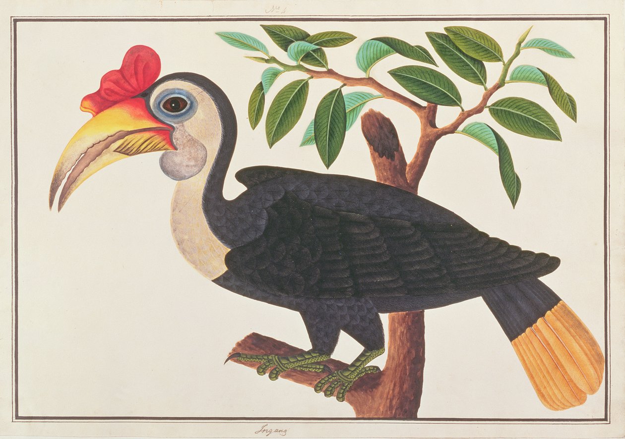 Wrinkled Hornbill, from Drawings of Birds from Malacca by Chinese School