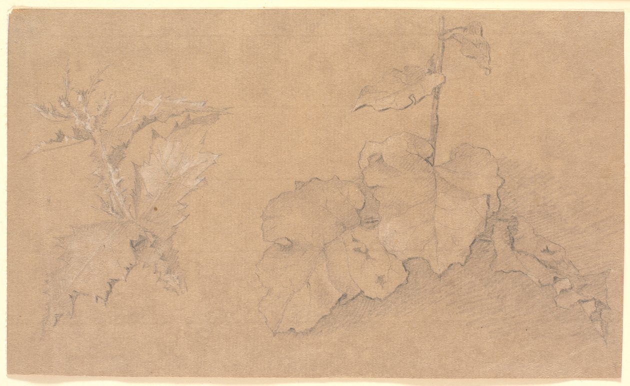 Plant Studies by Christen Købke