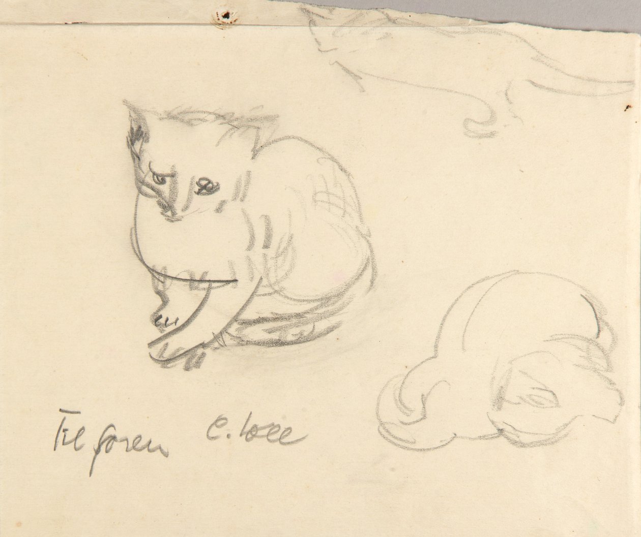 Cats by Christoph Voll
