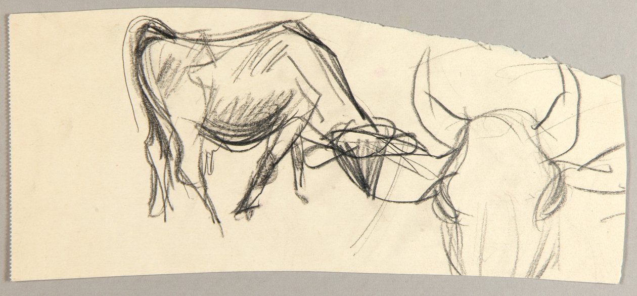 Oxen by Christoph Voll