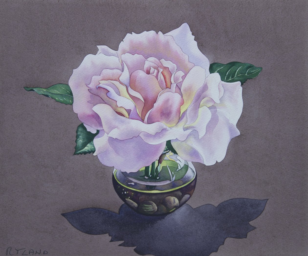 Rose Portrait by Christopher Ryland