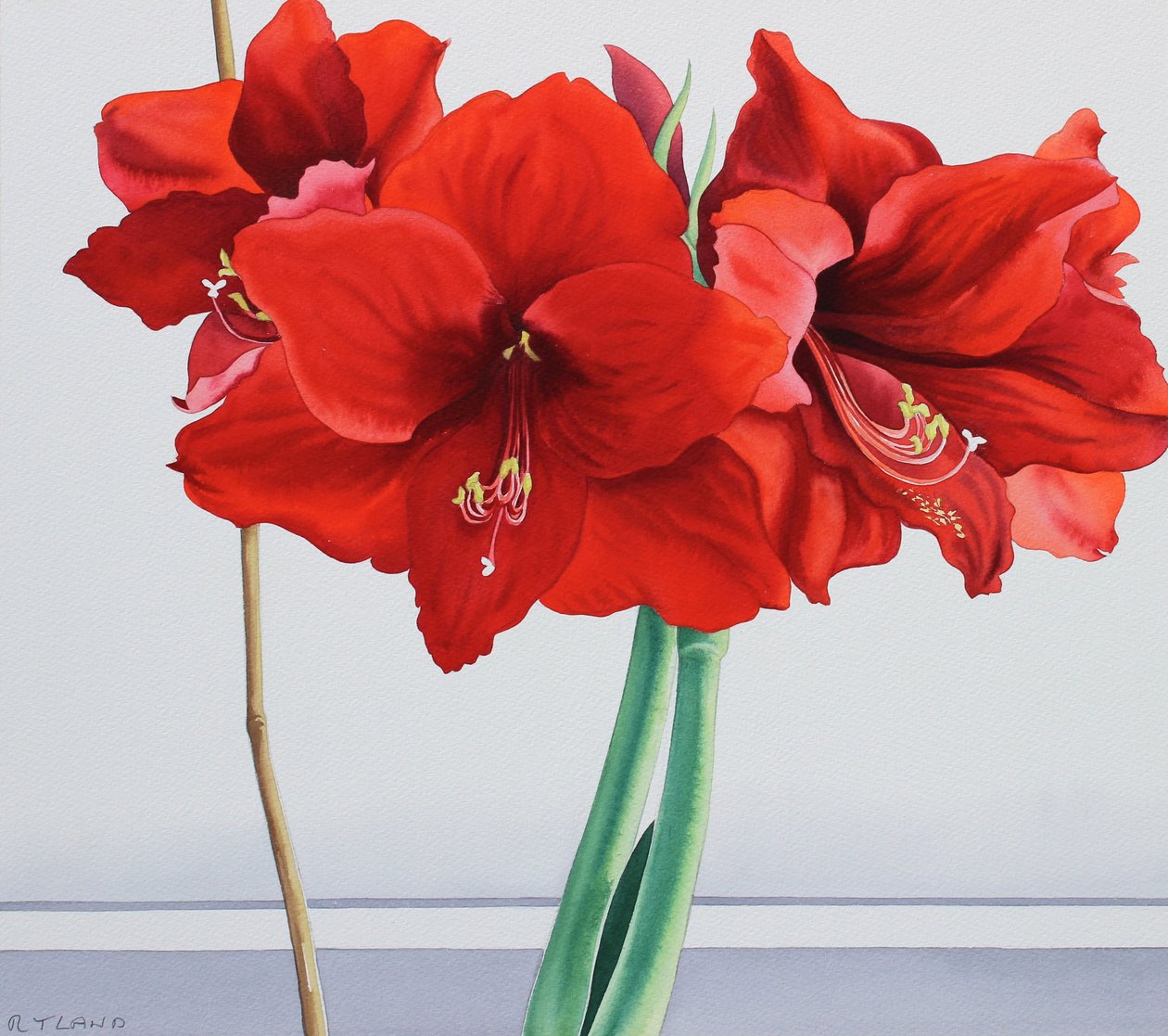 Red Amaryllis by Christopher Ryland