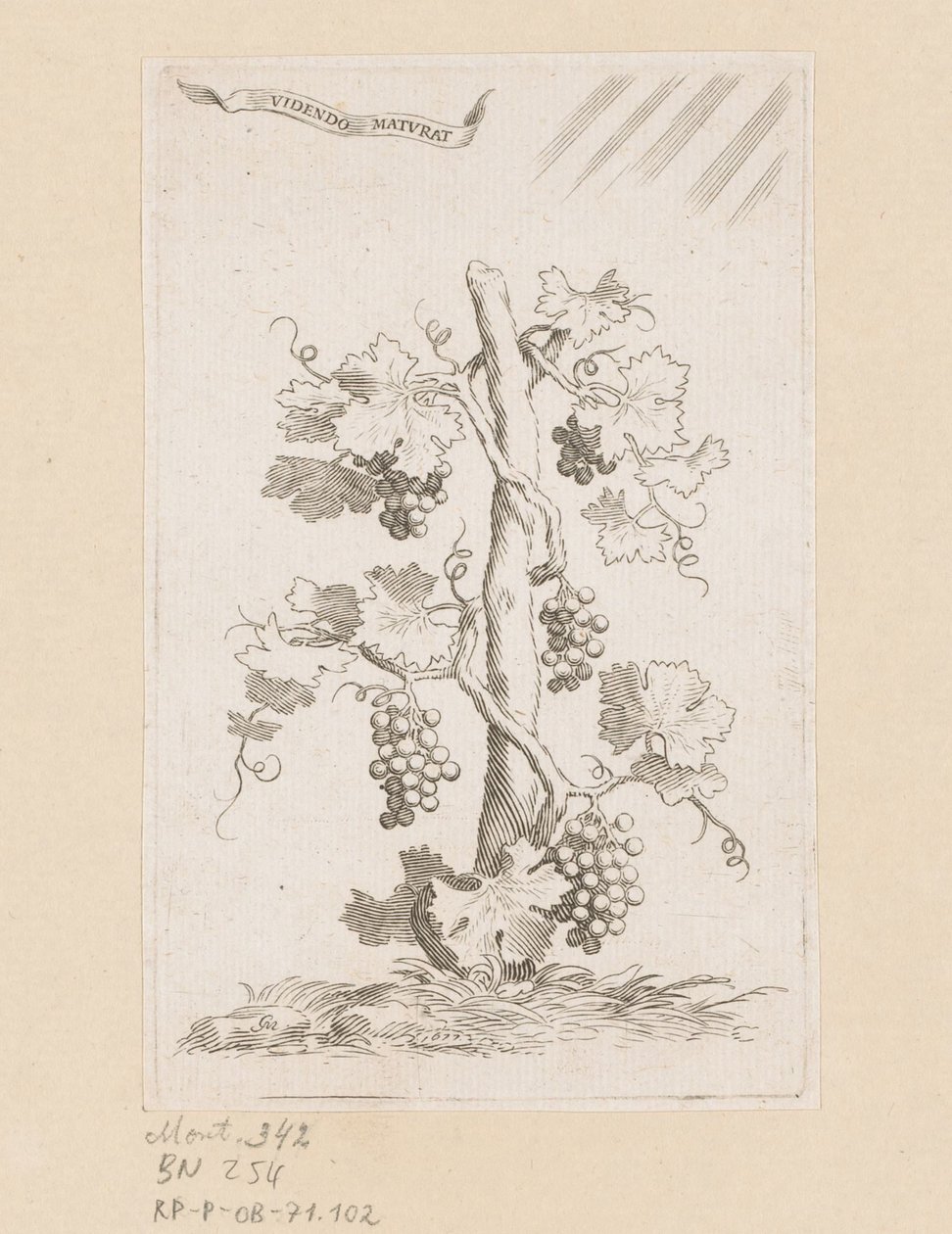 Grapevine by Claude Mellan