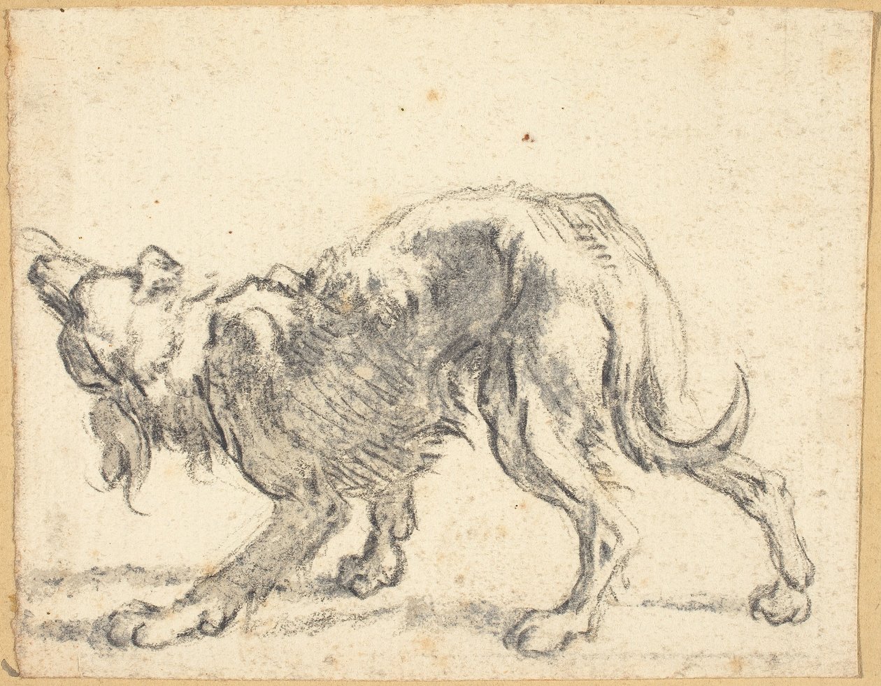A Dog by Cornelis Saftleven