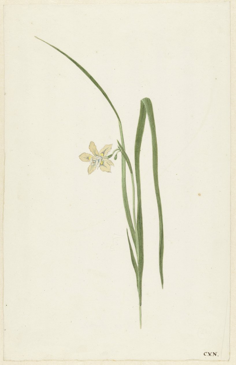 Iris by Cornelis van Noorde