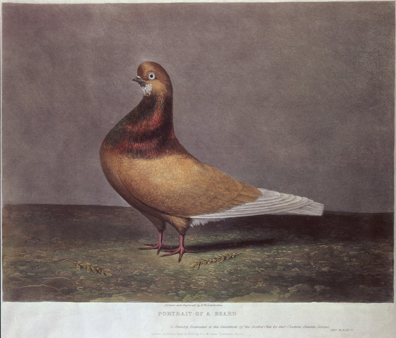 Portrait of a Beard Pigeon by D. Wolsenholme