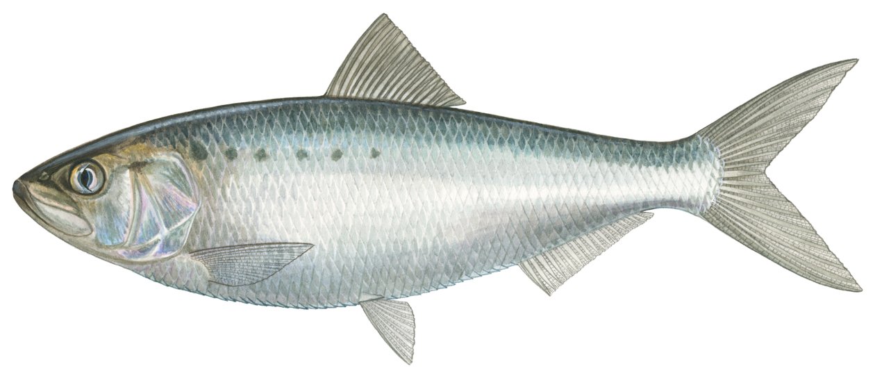 American Shad by Damstra Emily