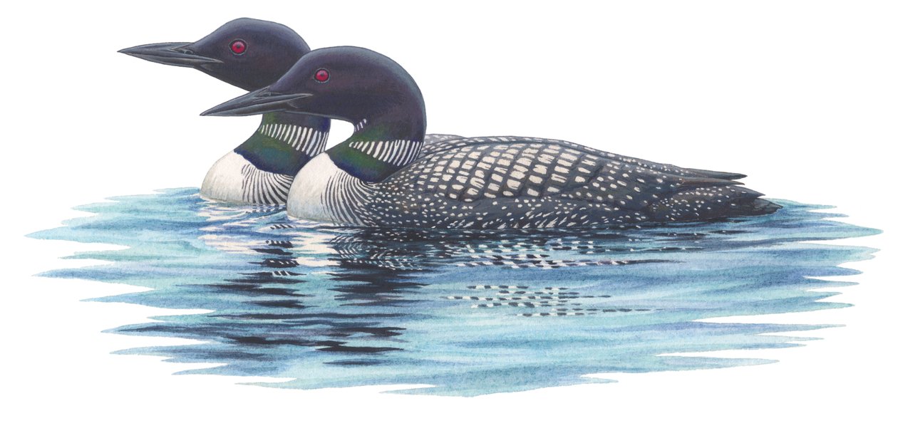 Common loons by Damstra Emily