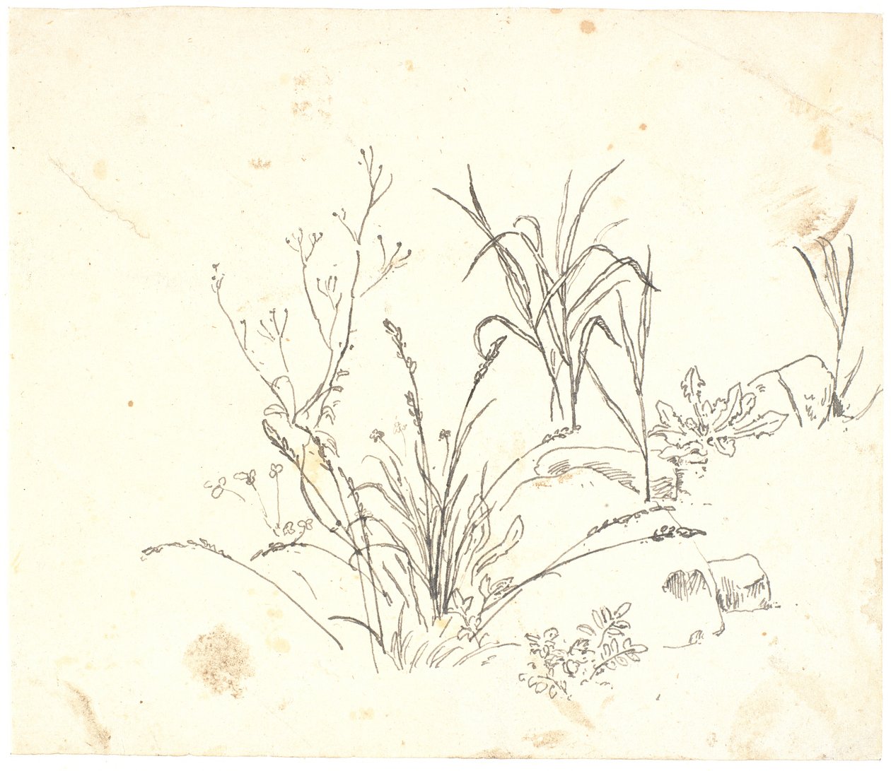 Grass by Dankvart Dreyer