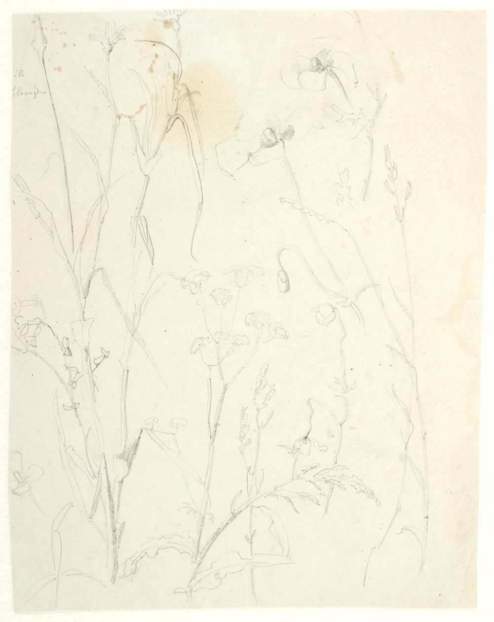 Plant Studies by Dankvart Dreyer