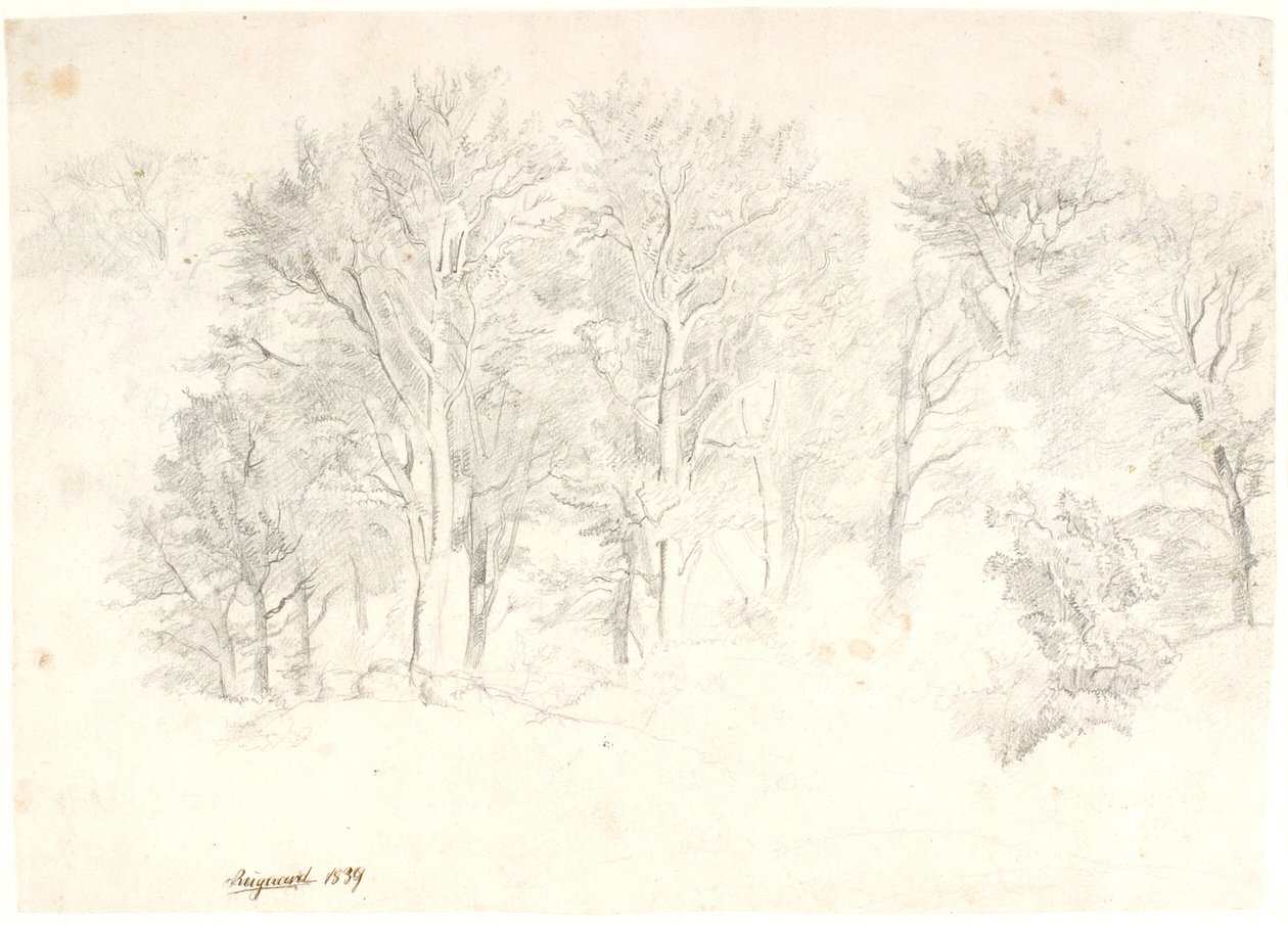 Study of Trees by Dankvart Dreyer