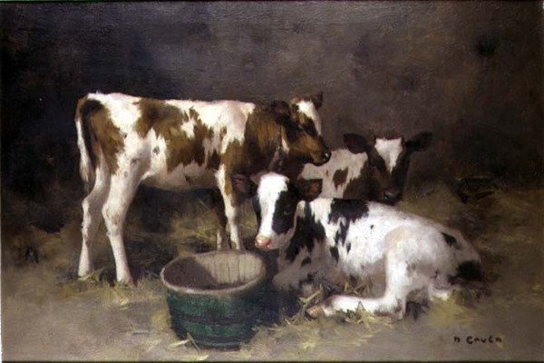 Three Calves by David Gauld