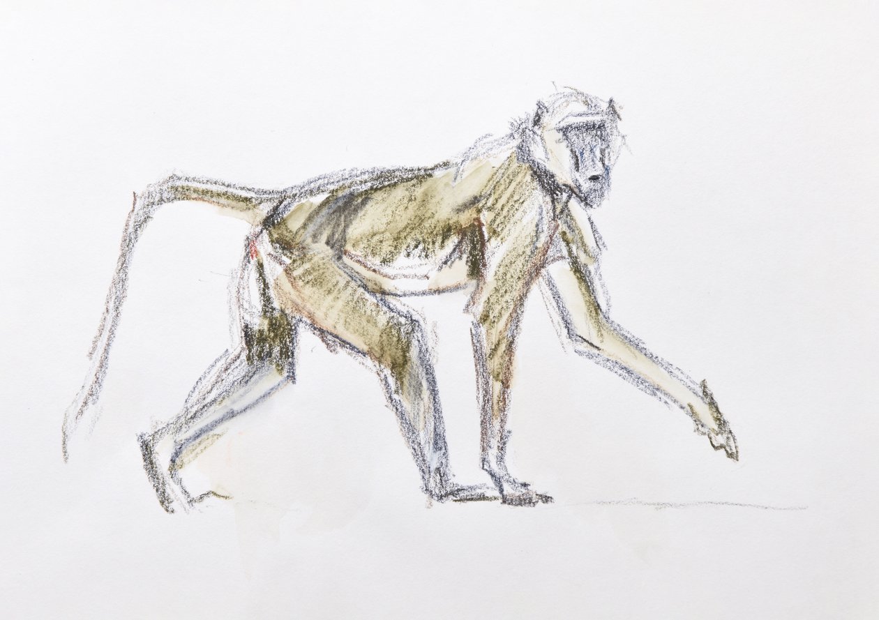 Baboon, 2020 by David Mayer