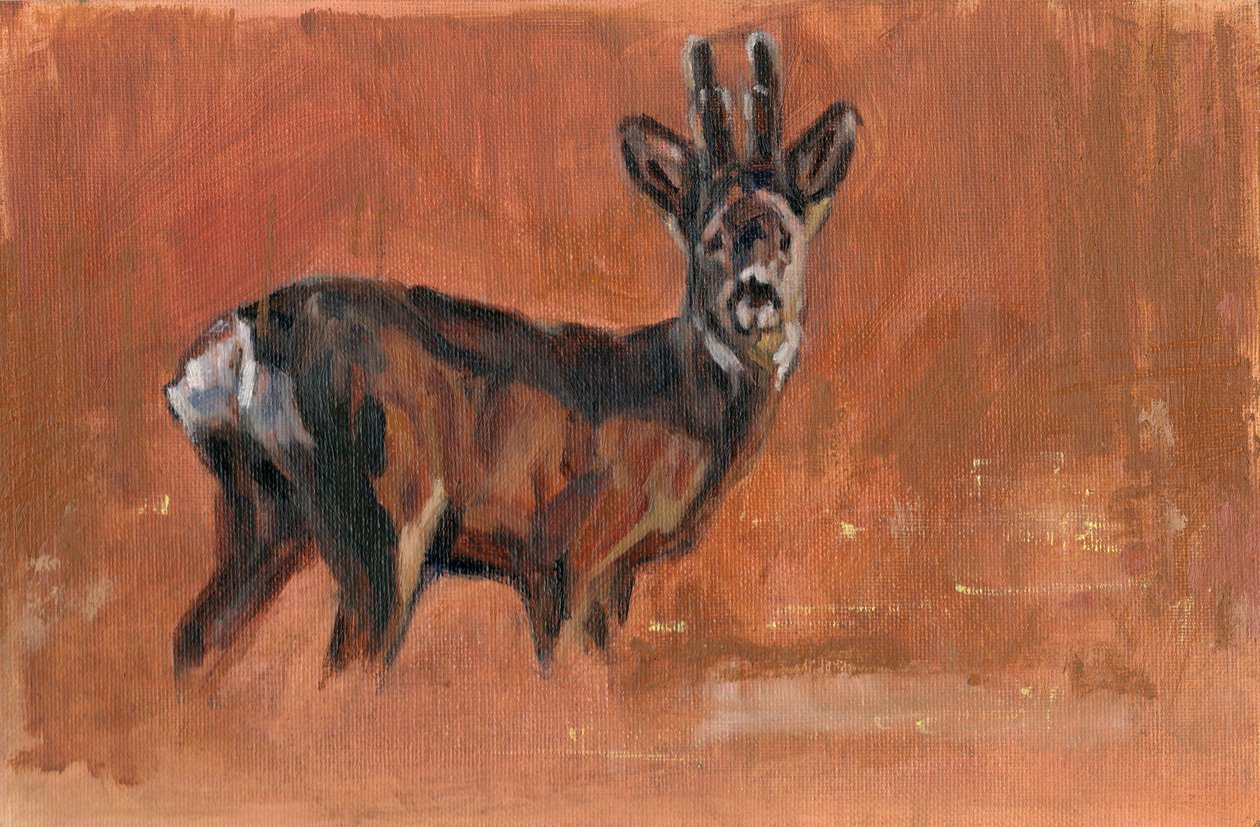 Roe Buck by David Mayer