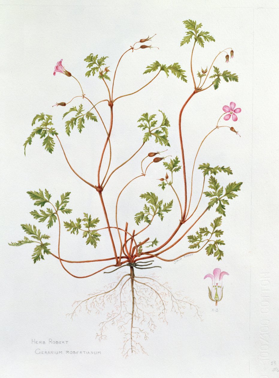 Herb Robert by Diana Everett