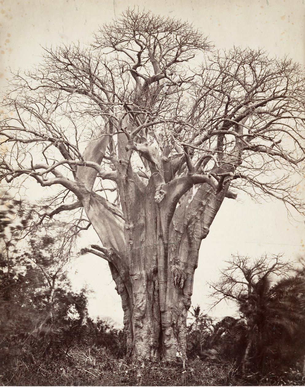 Baobab at Mohéli by Désiré Charnay