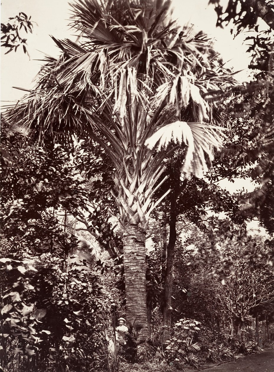 Grand Latanier by Désiré Charnay